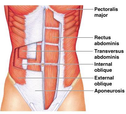 Direction of Muscle Fibers Relative to the Midline RECTUS = parallel to the midline Rectus Abdominus