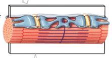 Organization of Skeletal Muscle This is a myofibril Each myofibril is surrounded by sarcoplasmic reticulum (smooth ER)