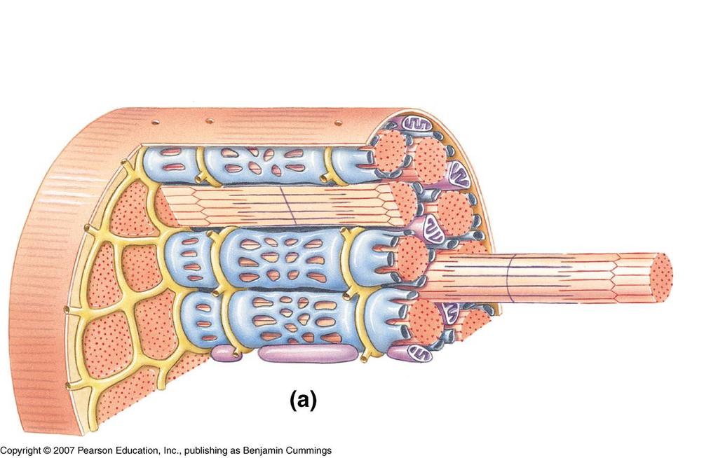 Microanatomy of a Muscle Fiber (Cell) transverse (T) tubules sarcoplasmic reticulum terminal