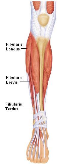 Size Relative Size of Muscle MAXIMUS = largest Gluteus