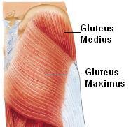 Gluteus Minimus LONGUS = longest Fibularis Longus BREVIS