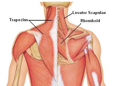 Muscles of Scapular Stabilization Trapezius: