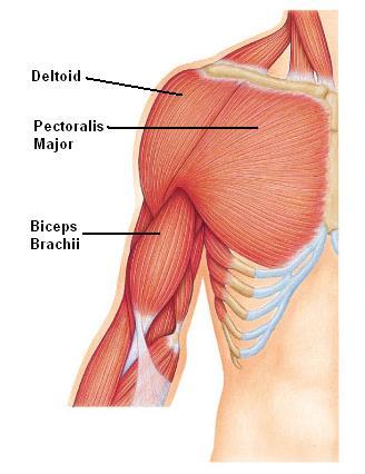 Anterior Muscles of Shoulder Deltoid Flexion (A, M)/Extension (P, M) Abduction (M)/Adduction (A) Internal
