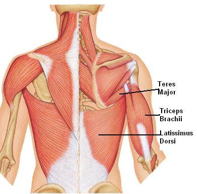 Posterior Muscles of Shoulder Teres Major Adduction Extension Internal Rotation