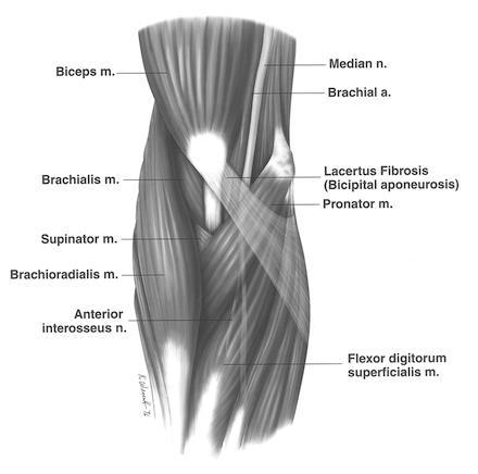 Muscles of the Elbow/Forearm Triceps Brachii Extension Bicep Brachii Flexion Supination