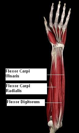 Muscles of the Wrist & Hand Flexor Carpi Ulnaris
