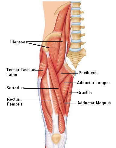 Muscles Of Hip: