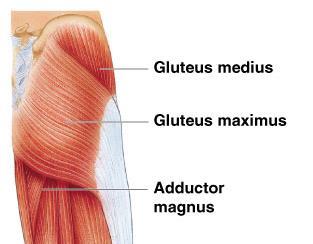 Muscles of Hip: Gluteal Muscles ** Gluteus Minimus is under the Gluteus Medius Gluteus Maximus