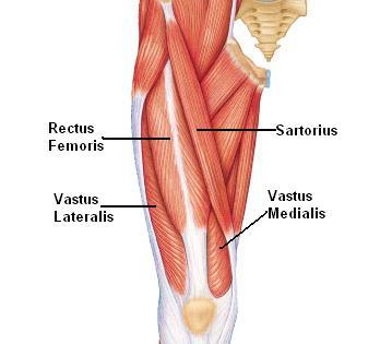 Muscles of Anterior Thigh Quadriceps Rectus Femoris Hip flexion Knee extension Vastus Lateralis knee extension Vastus Medialis knee