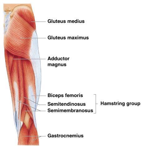 Muscles of Posterior Thigh Hamstrings Responsible for Knee Flexion & Hip