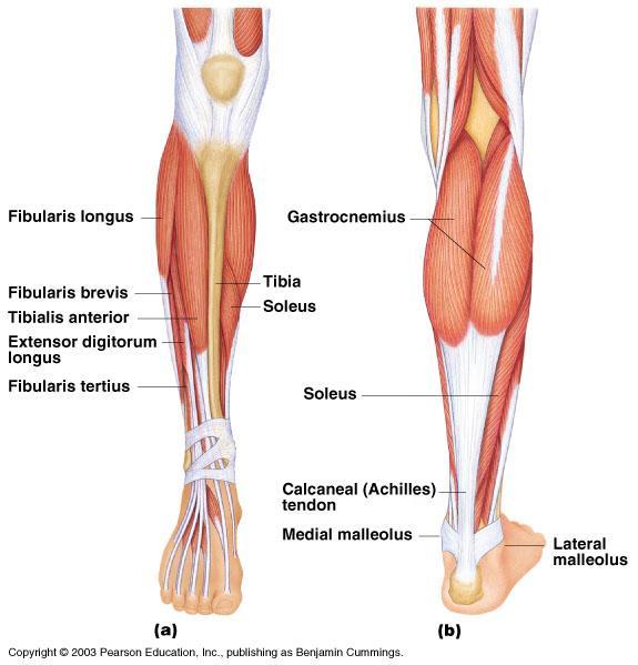 Muscles of the Lower Leg Anterior Compartment Tibialis Anterior Dorsiflexion & inversion Extensor Digitorum Longus Fibularis Tertius dorsiflexion & eversion Posterior