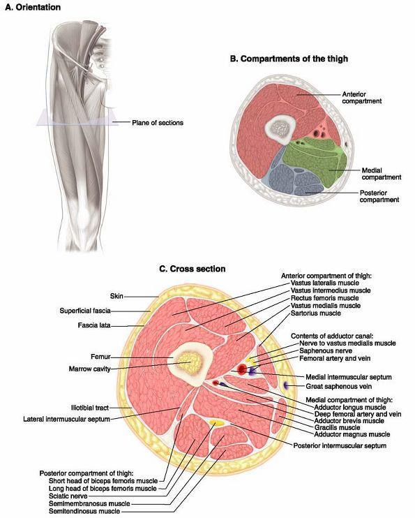 Compartmental Organization of the Thigh Posterior Tibial n. Anterior Femoral n. Medial Obturator n.