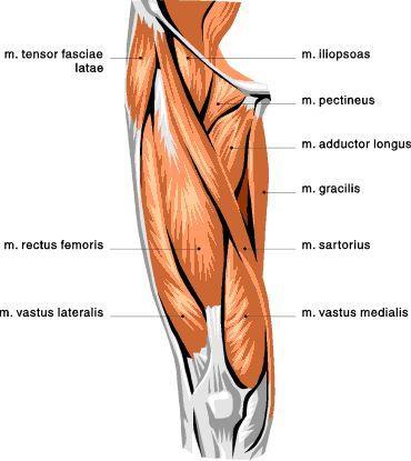 Anterior Compartment of Thigh Hip flexion; knee extension Related to ilium: Hip flexion, knee extension: Rectus femoris m. (biarticular mm.