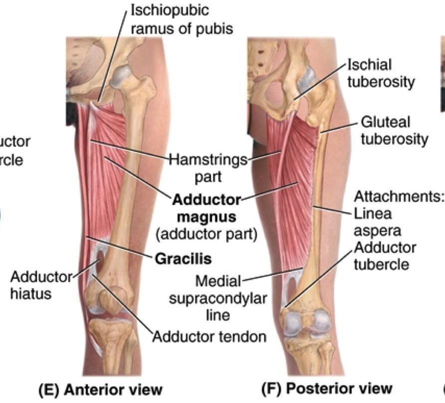 Adductor magnus Adductor part: -Attaches to pubis -Obturator n.