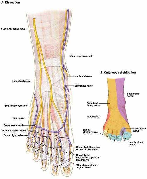 Cutaneous Innervation of Foot Dorsum