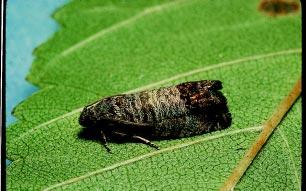 Codling moth is the most serious pest of apple and pear worldwide. If fruit is not protected, up to 95% injury can occur. Insecticides are currently the major control tactic.