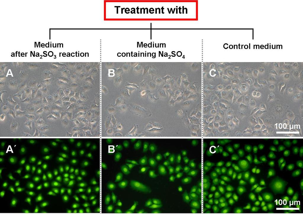 Fig. S1. The optical (A to C) and fluorescence (A to C ) images of AO/PI staining A549 cells after treatment with culture medium containing 4 g L -1 Na 2 SO 3 (A and A ); culture medium containing 4.