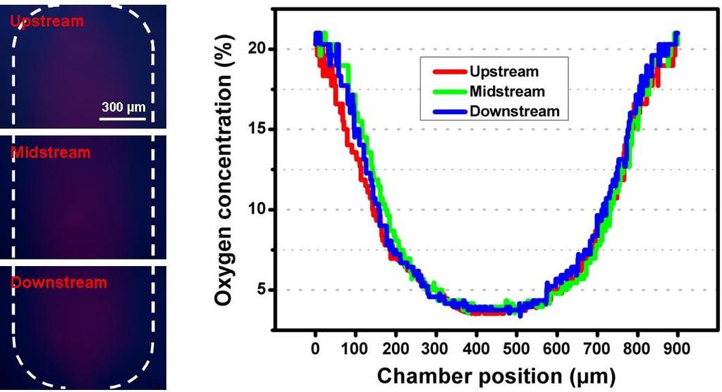 Fig. S7. Oxygen gradient profiles of the upstream, midstream and downstream of the cell culture chamber.