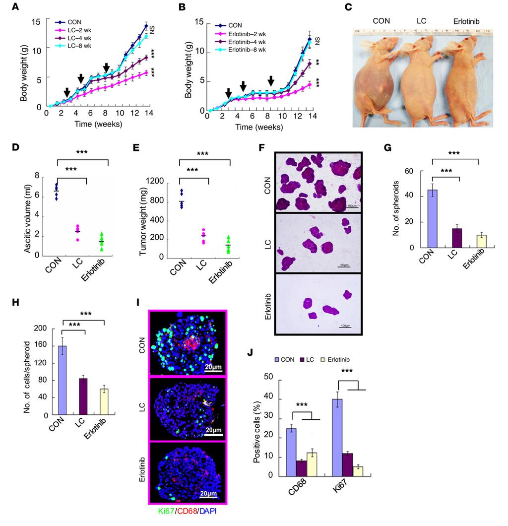Figure 6. Inhibition of EGFR reduces spheroid formation, cell proliferation, and ovarian tumor growth in mouse models. An orthotopic mouse model was established by injecting human SKOV3 OCs i.p. into female recipient nude mice.