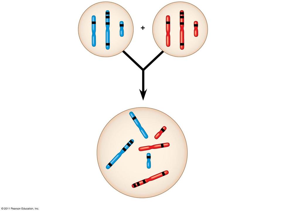 Figure 15.UN03 Sperm P generation gametes D C B A F E d c b a f e Egg This F 1 cell has 2n 6 chromosomes and is heterozygous for all six genes shown (AaBbCcDdEeFf). Red maternal; blue paternal.