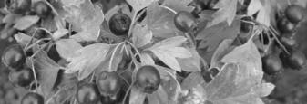 Nattokinase Supplement Ø Nattozimes Plus Fungal enzymes (nattozimes), hawthorn berries, dandelion leaf, capsicum, resveratrol ü Nattozimes help to break down fibrin, reducing risk of blood clotting