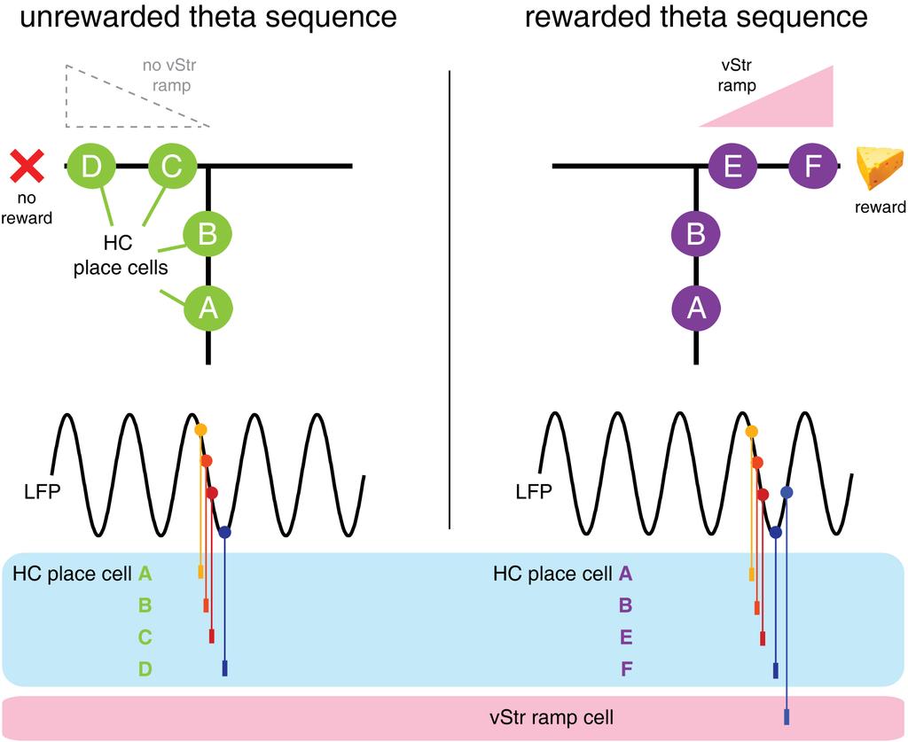 Figure 7: Schematic of hypothesized hippocampus-ventral striatum interaction during behavior (theta sequences).