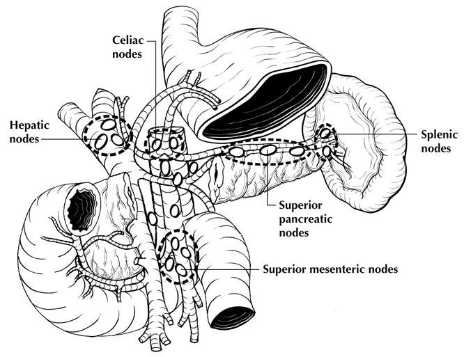 Figure 7. Regional lymph nodes of the pancreas (anterior view with pancreatic body removed to reveal retroperitoneal vessels and lymph nodes). From Greene et al.
