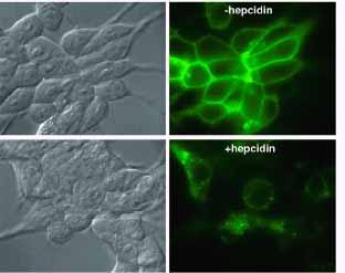 Hepcidin regulates iron efflux by binding to ferroportin and inducing its internalization and lisosomal degradation HEK293