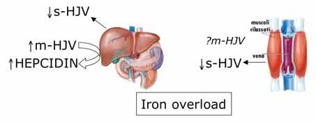 A dual role of hemojuvelin m-hjv: important in iron overload ferro.