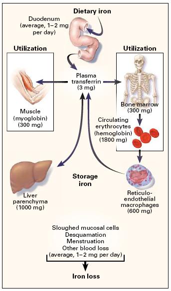 Reduced iron supply to the marrow Suppression of hepcidin