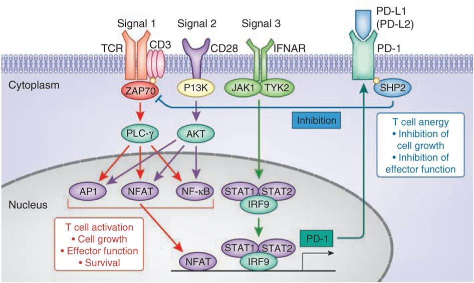 Mechanisms of PD-1 Expression