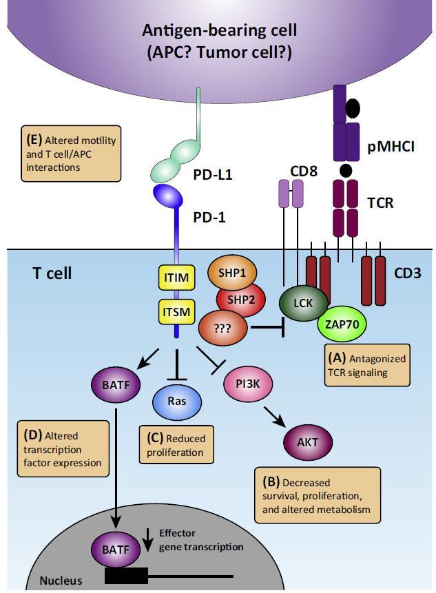 PD-1/PD-L1: Exhaustion of T cells 1) Antagonizing TCR signaling 2) Decreased survival, proliferation, altered metabolism 3)