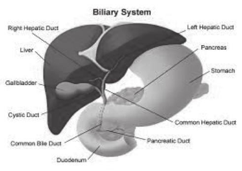 Percutaneous transhepatic cholangiogram (PTC) and biliary drainage This leaflet explains what the procedure known as percutaneous biliary drainage involves and what the possible risks of this