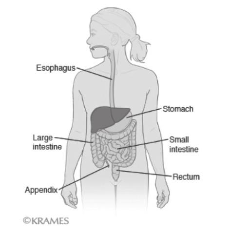 Colorectal cancer starts in the colon or rectum.
