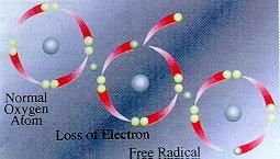 How many free radicals are produced each day?