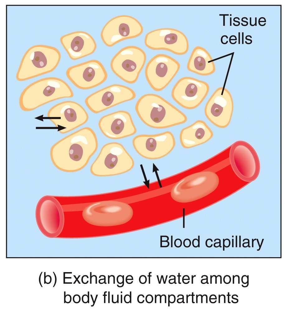 Fluid Compartments and Fluid The plasma membrane of cells separates intracellular fluid from interstitial fluid. Blood vessel walls divide the interstitial fluid from blood plasma.