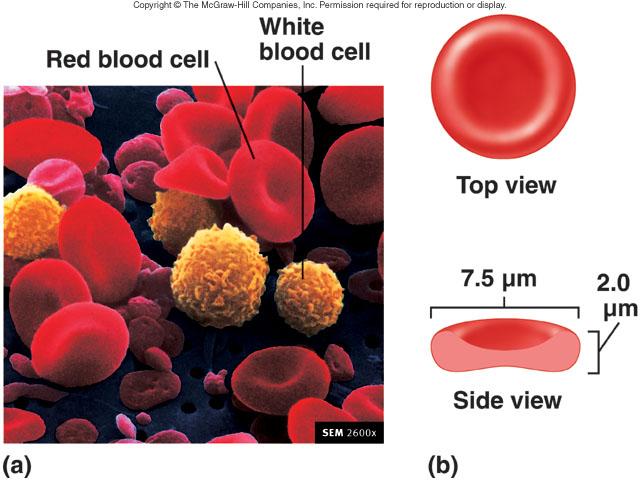 Erythrocytes Red blood cells (RBC) Disk-shaped with thick edges Nucleus is