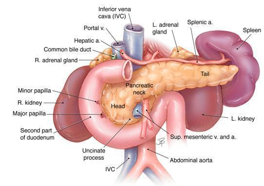 FOURTH PART (Ascending) part passes superiorly, either anterior to, or to the left of, the aorta, until it