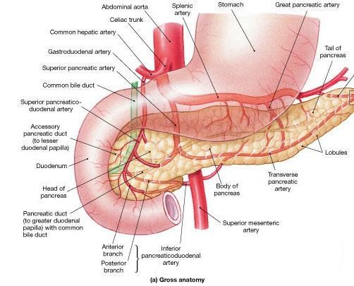 The upper half is supplied by the superior pancreaticoduodenal artery, a branch of the gastro duodenal artery.