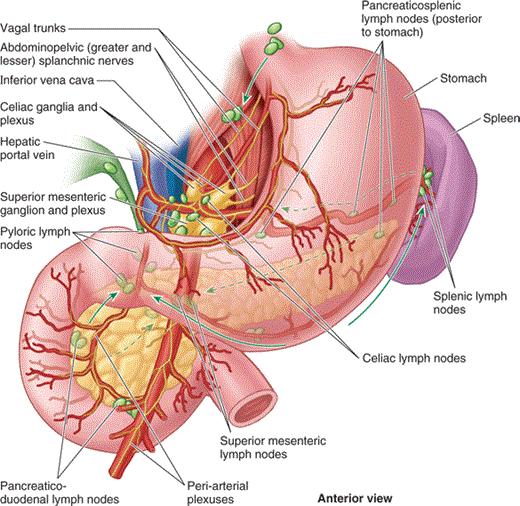 The posterior lymphatic vessels pass posterior to the head of the pancreas and drain into the superior mesenteric