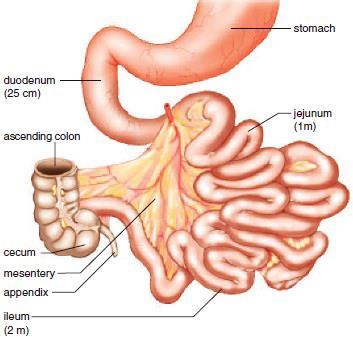 MESENTERY The mesentery is a fan shaped fold of peritoneum that attaches the jejunum and the ileum to