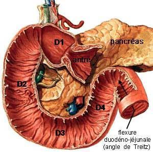 PARTS OF DUODENUM The duodenum is divided into four parts: Superior (1 st ) part: Is short (5cm) and lies anterolaterally to the body of L1 vertebra.
