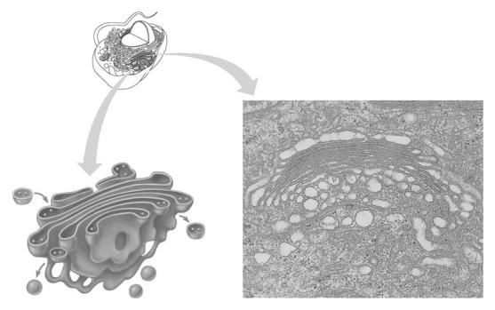 The Golgi apparatus finishes, sor ts, and ships cell products Stacks of membranous sacs receive and modify ER products