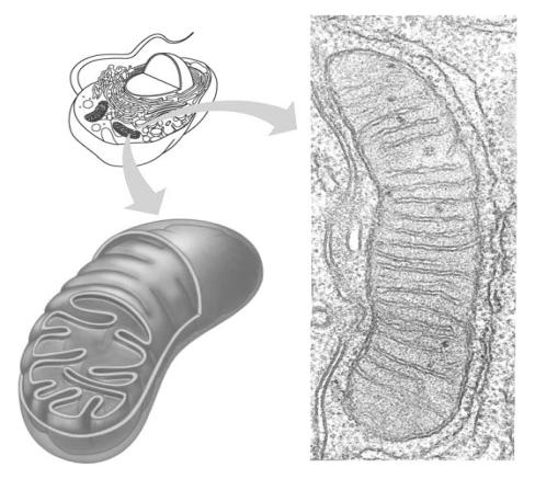 Mitochondria har vest chemical energy from food Mitochondria carry out cellular respiration Which uses the chemical