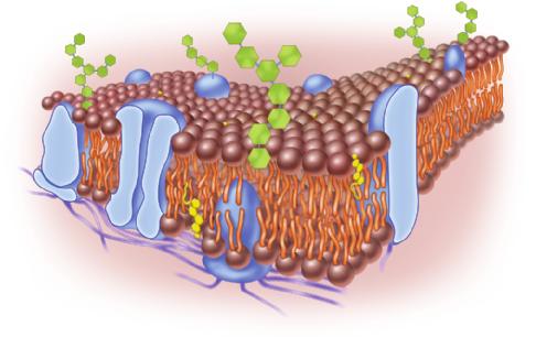 Figure P3.3 A model of cell membrane structure. Note the two layers of phospholipids (called a phospholipids bilayer), with the distinctive headand-tail shape of the phospholipid molecules.