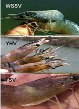 Wild broodstocks Worldwide many hatcheries and ongrowing facilities are wholly dependant on wild caught broodstock Disease risk Study in Malaysia (2006) indicated that 70% of wild black shrimp