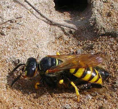 Test 1: Swept areas around the burrows clean of landmarks. Result 2a: The wasp female landed 1 ft to the southeast of her nest.