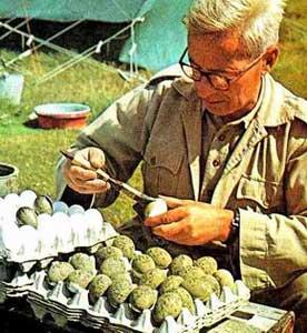 Tinbergen and the Black-Headed Gulls Eggs taken by Distance from eggshell to egg (cm) crows Eggs not taken by crows Percentage Eaten 15
