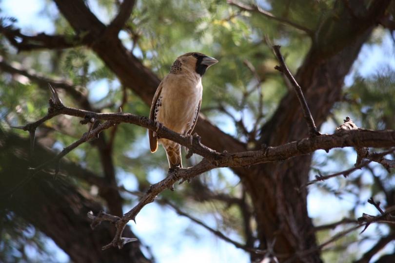 Nests cannot be hidden in open areas so are put in protected areas like acacia trees, which may be limited in number. Large nests may also provide thermal insulation.