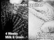 therefore butyric acid production in the rumen. This in turn enhances the development of a more functional rumen that can better digest grains and, later in life, forages.